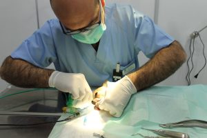 Limpieza Dental Perros en Clinica Veterinaria Manjon